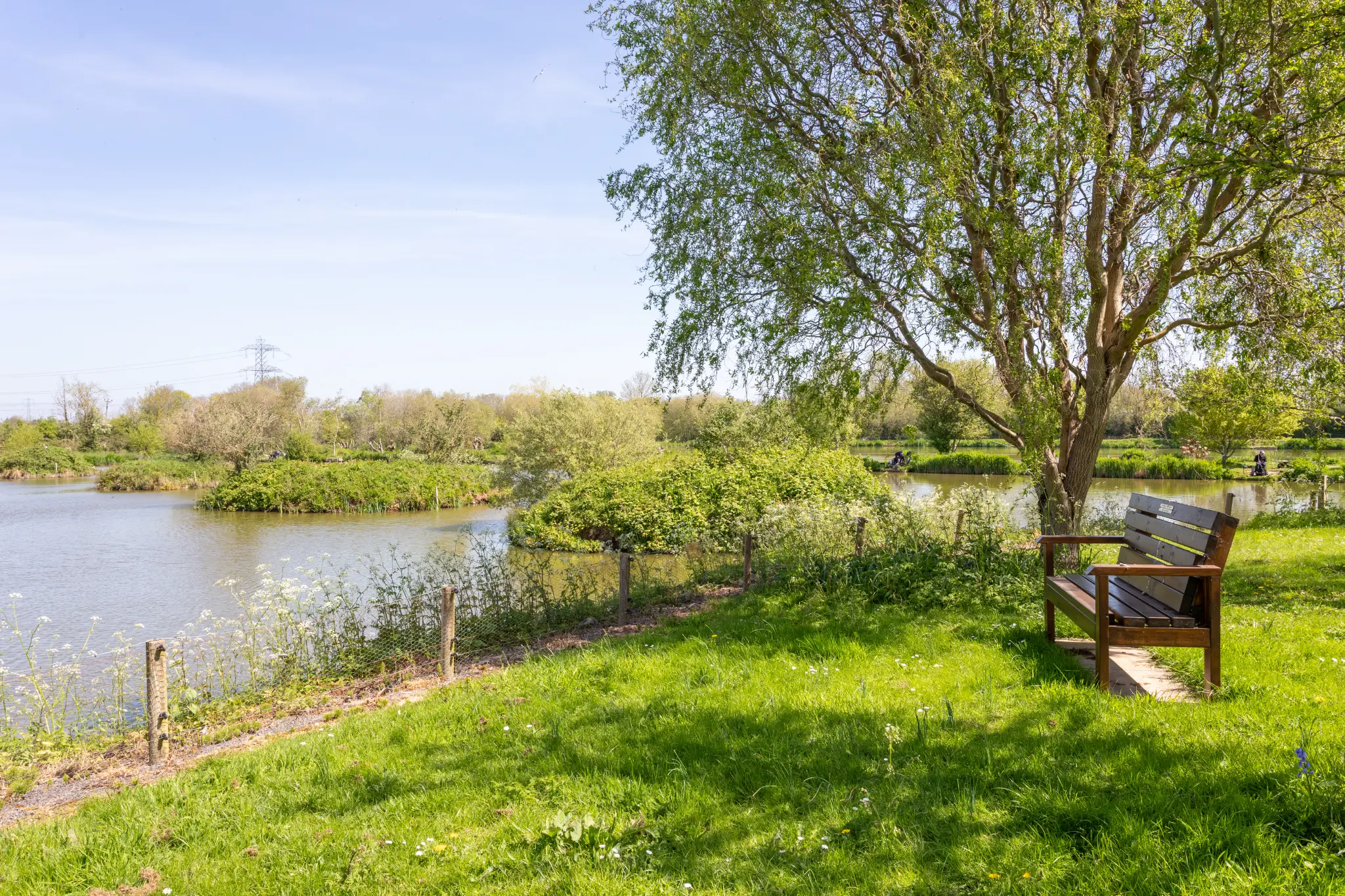 Wooden bench under a birch tree overlooking the lake