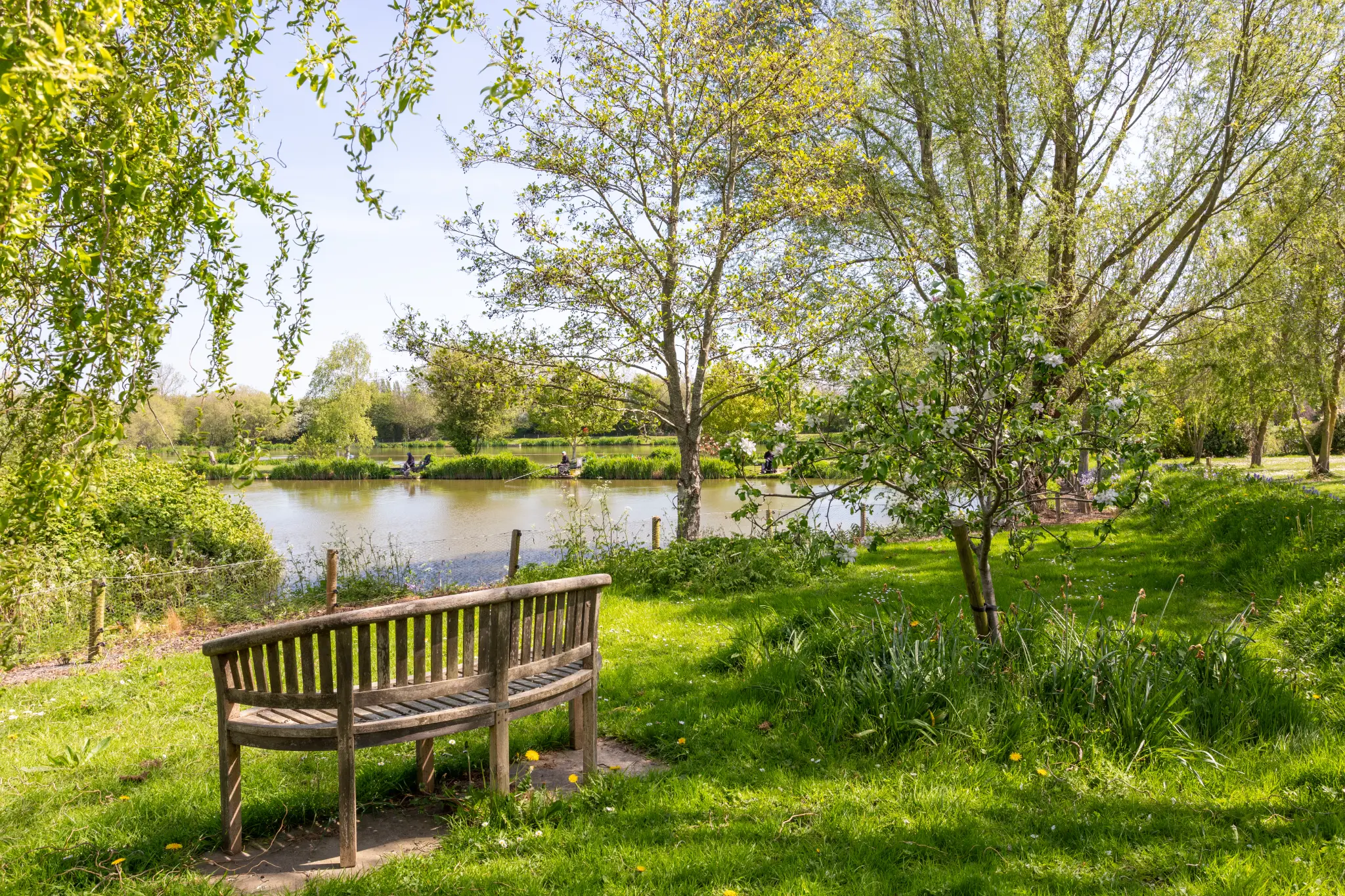 Weathered bench beneath a weeping willow with lake view