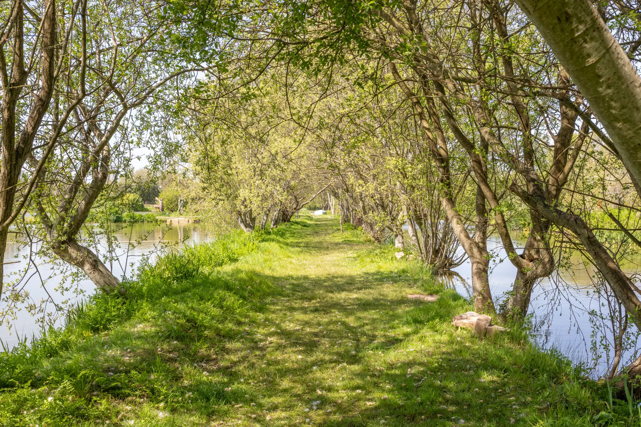 Tree-lined path running between two lakes at The Sedges